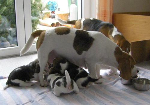 Welpen mit ihrer Mutter, Beagles
